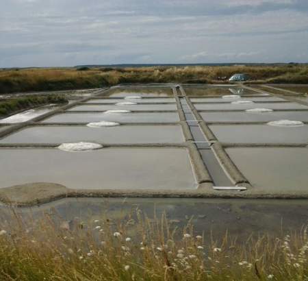 Terre de Sel : visite des marais salants